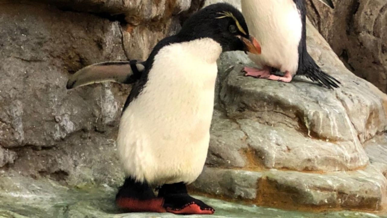 El pingüino con botas - Soledad Morillo Belloso